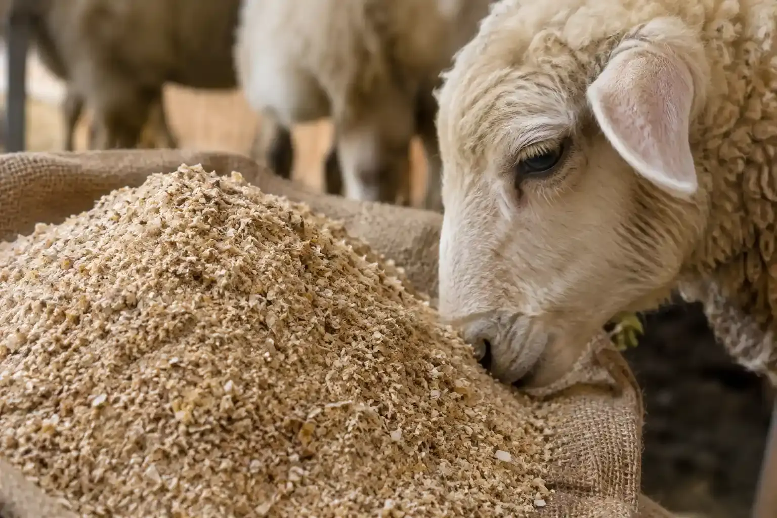 سبوس گندم برای گوسفند: سقف مصرف, آنالیز و نکات خرید