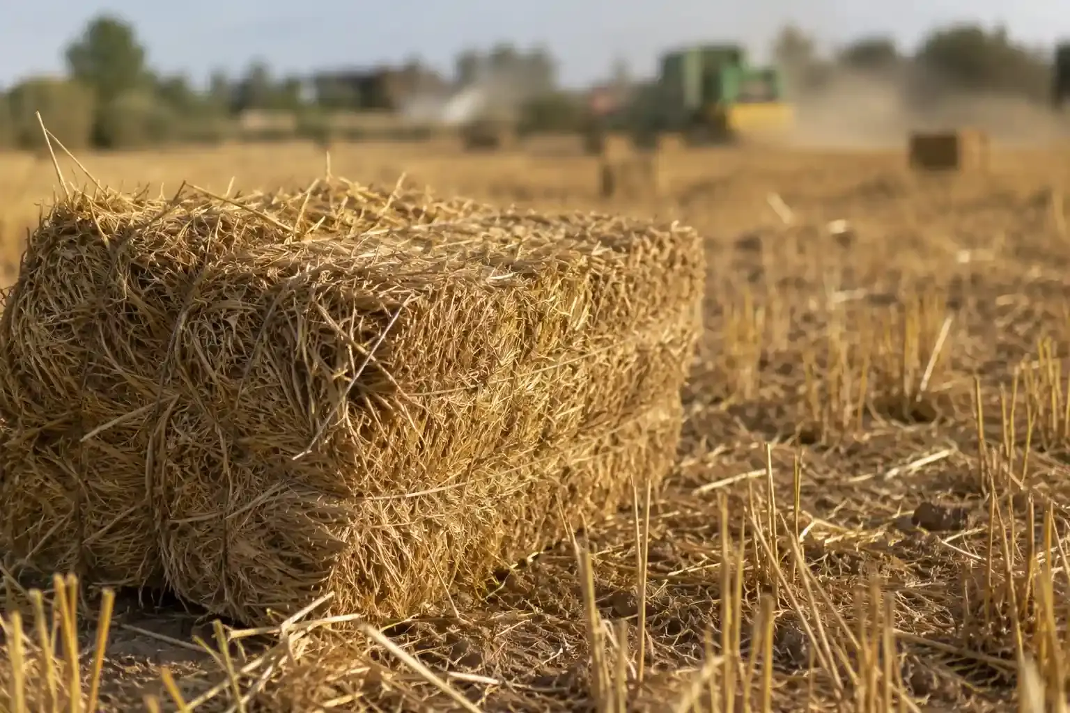 قیمت کاه گندم امروز؛ از چه عواملی تاثیر میگیرد و چطور کاه مرغوب بخریم؟