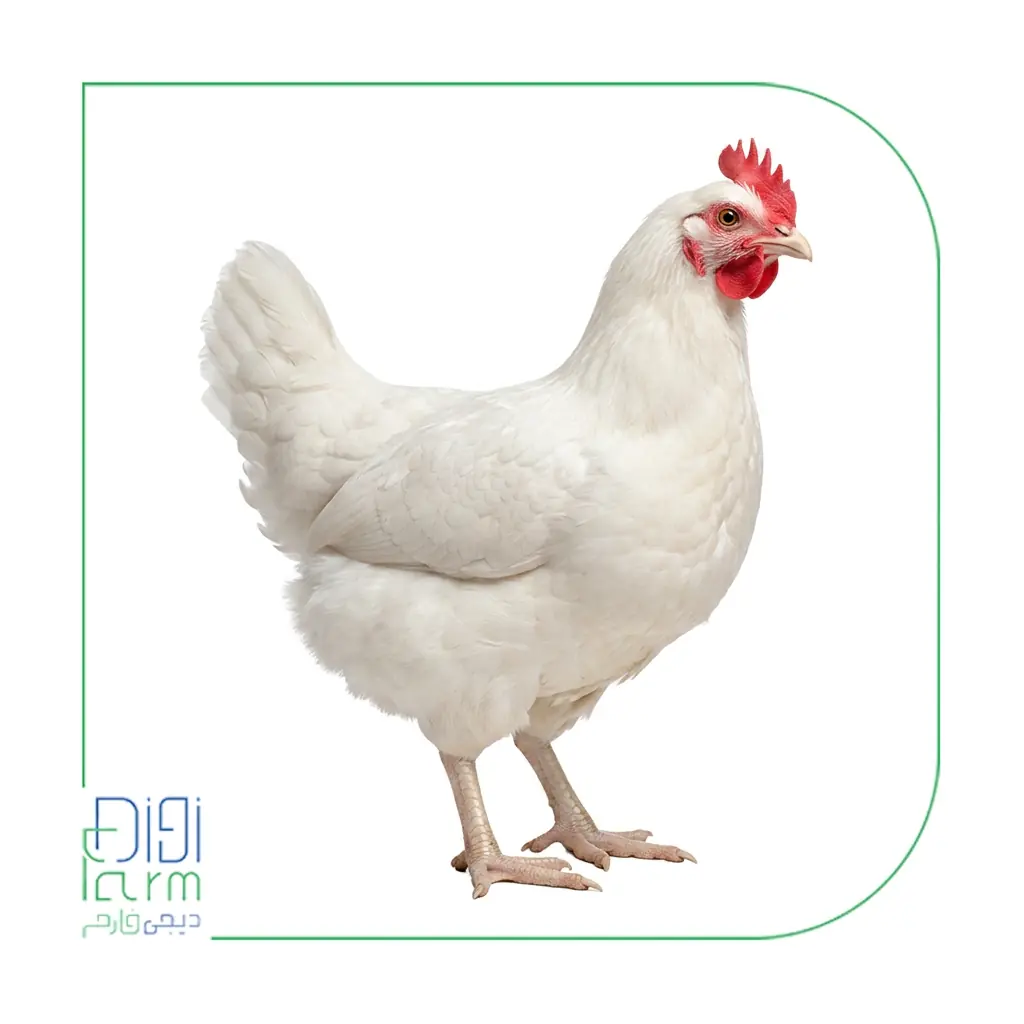 مرغ تخم گذار 