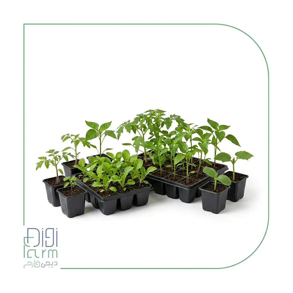 نشاء گلخانه‌ای