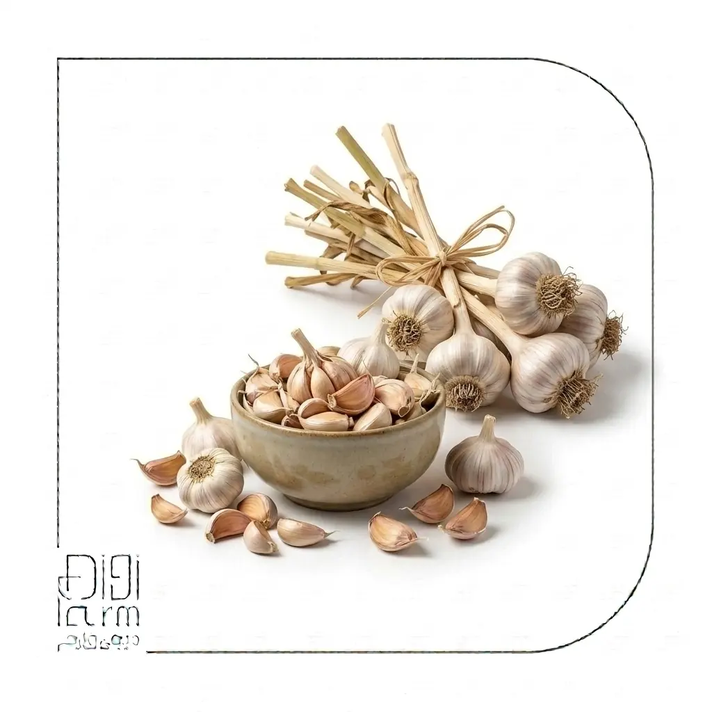 پودر سیر 
