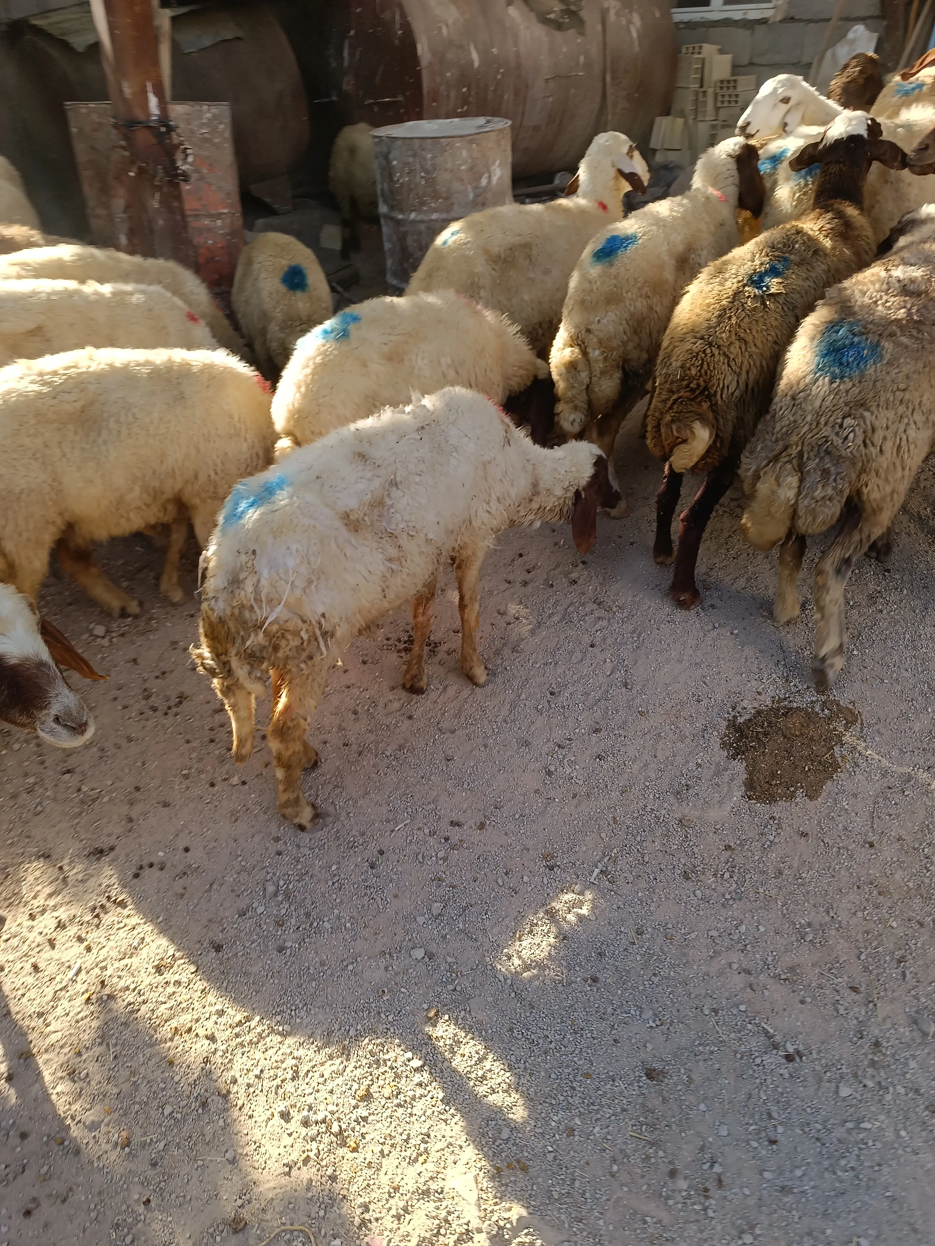 گوساله نر قطعی شیر درجه یک ۳