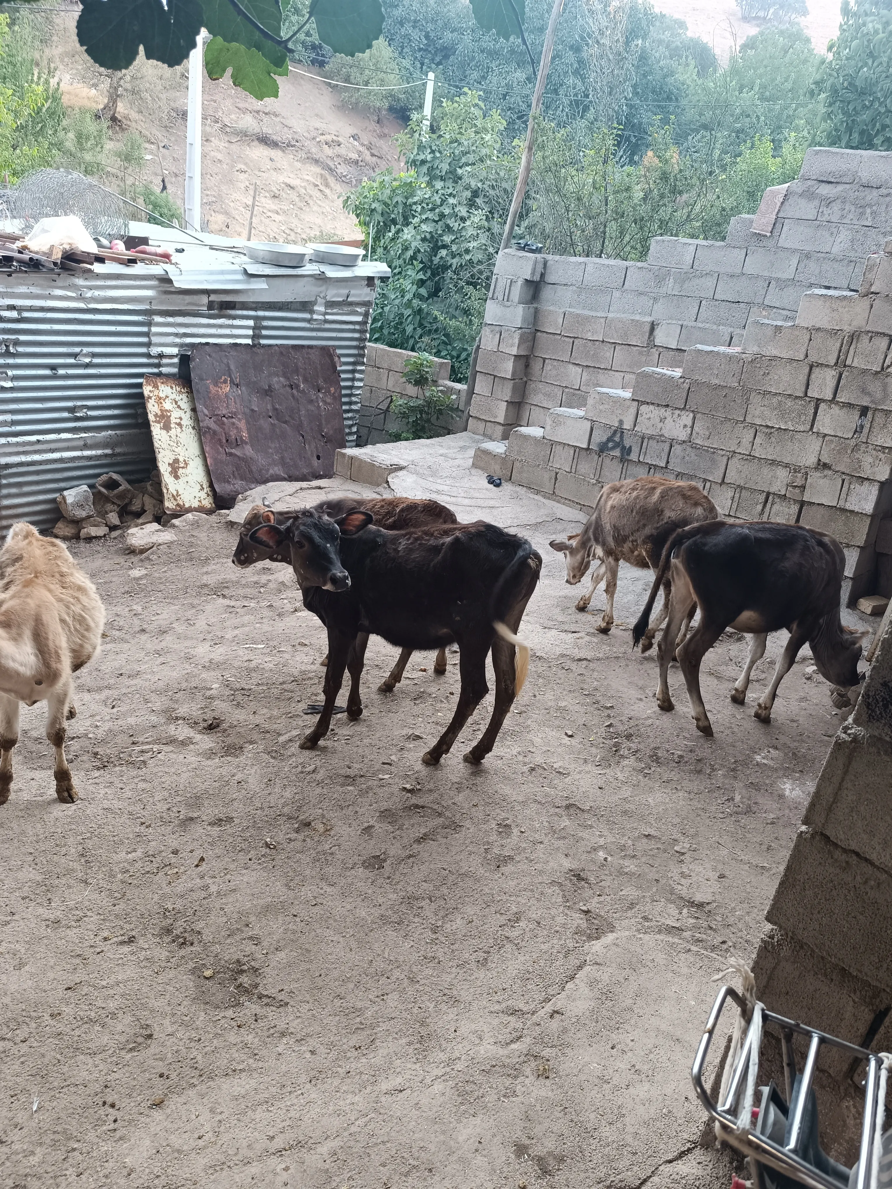 گوساله نر قطعی شیر درجه یک ۲