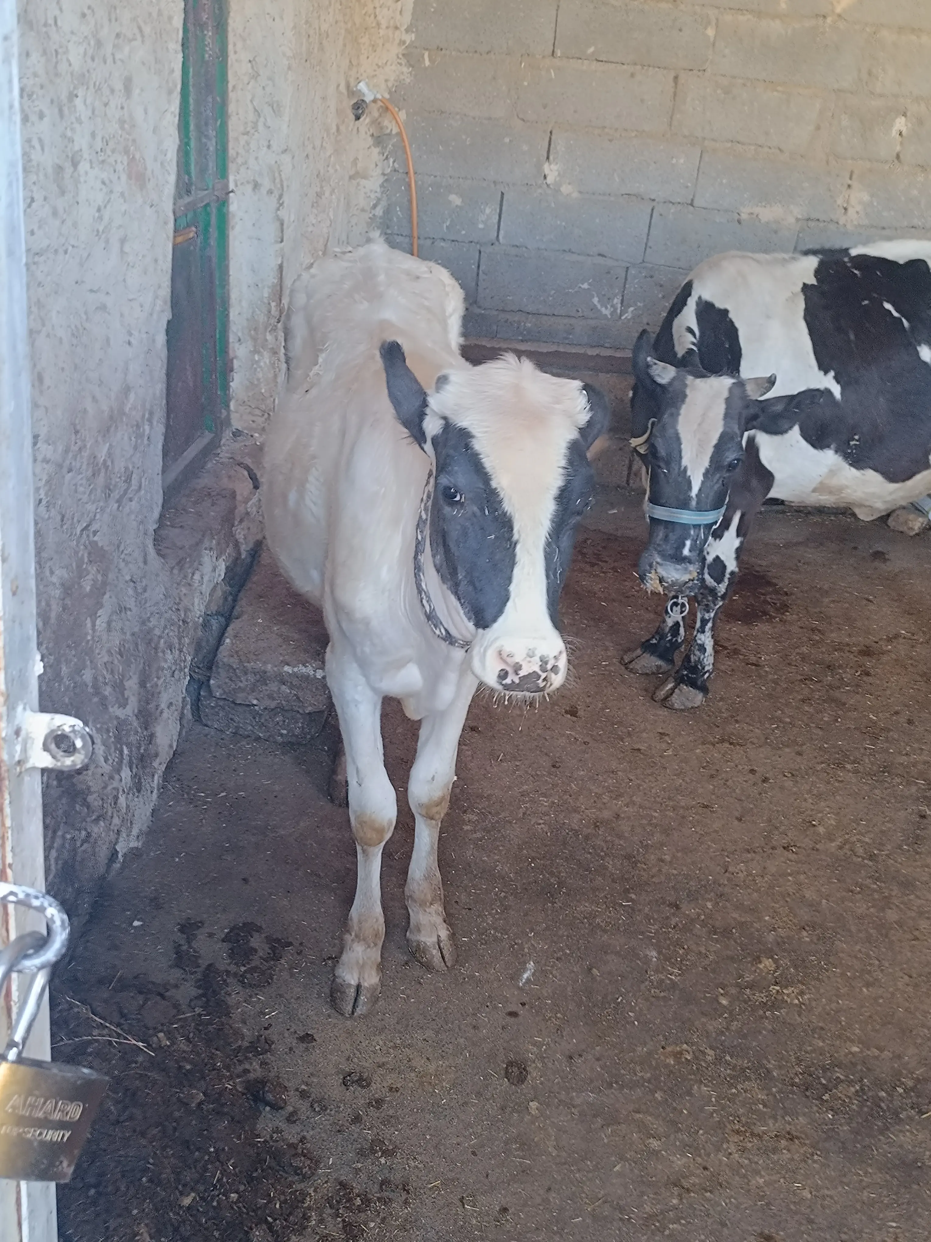 گوساله نر قطعی شیر درجه یک ۴