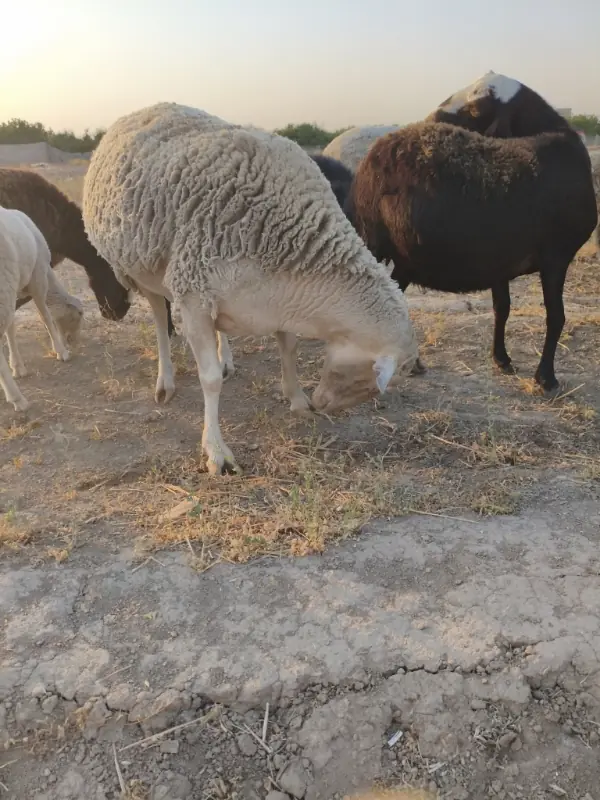 گوسفند زنده ۵
