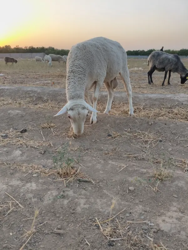 گوسفند زنده ۲