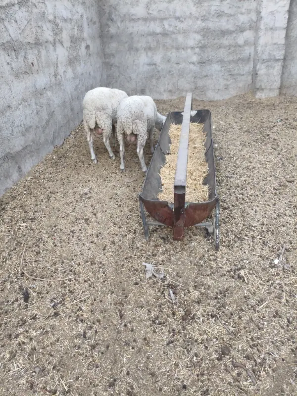 گوسفند زنده