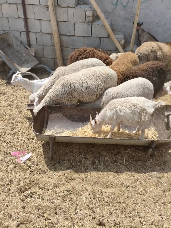 بزغاله زنده ۴
