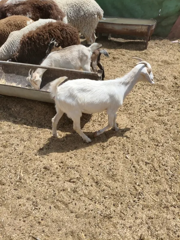 بزغاله زنده