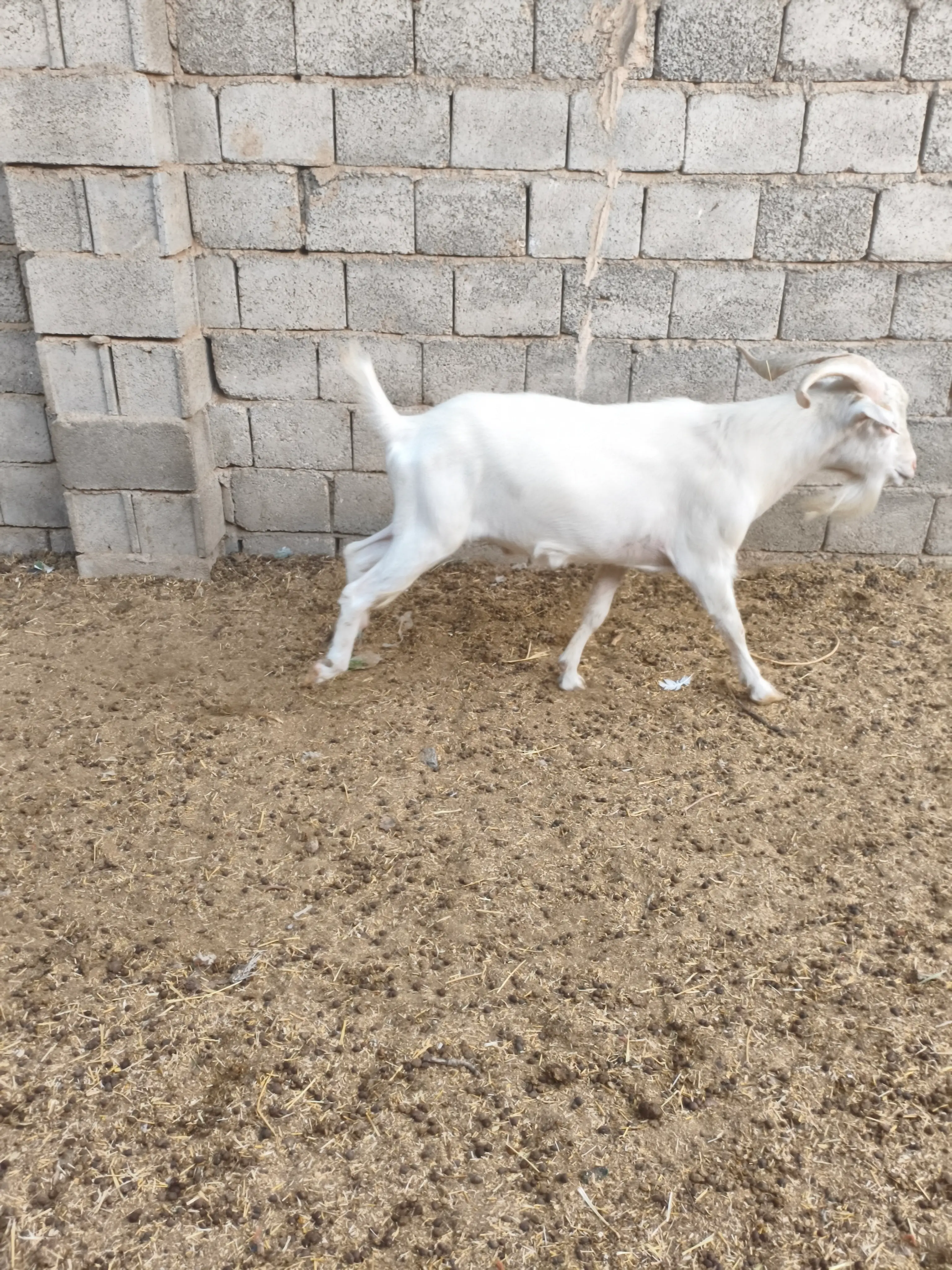 دام زنده ۲