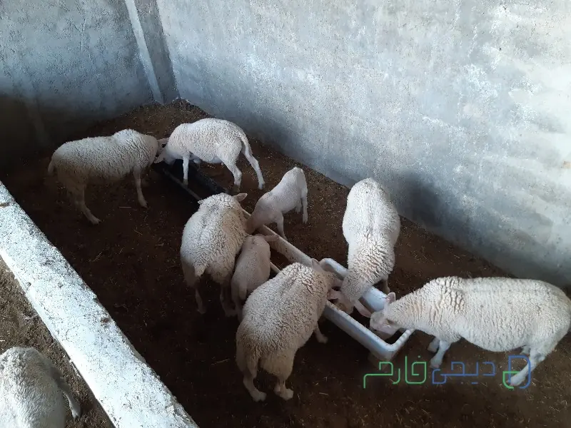 گله ۲