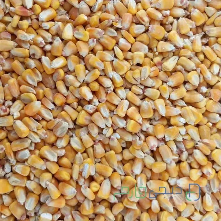 ذرت وارداتی روسیه ۳