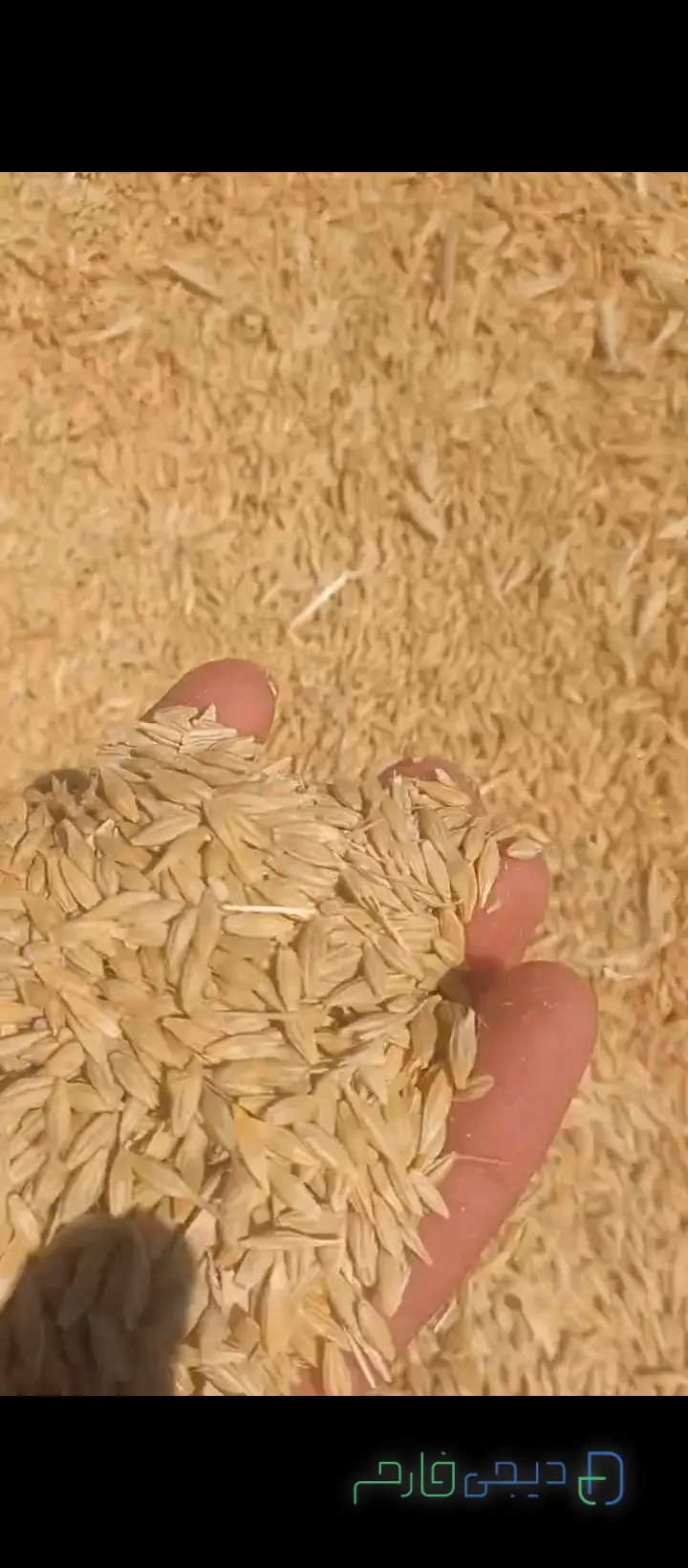 ذرت وارداتی روسیه ۲