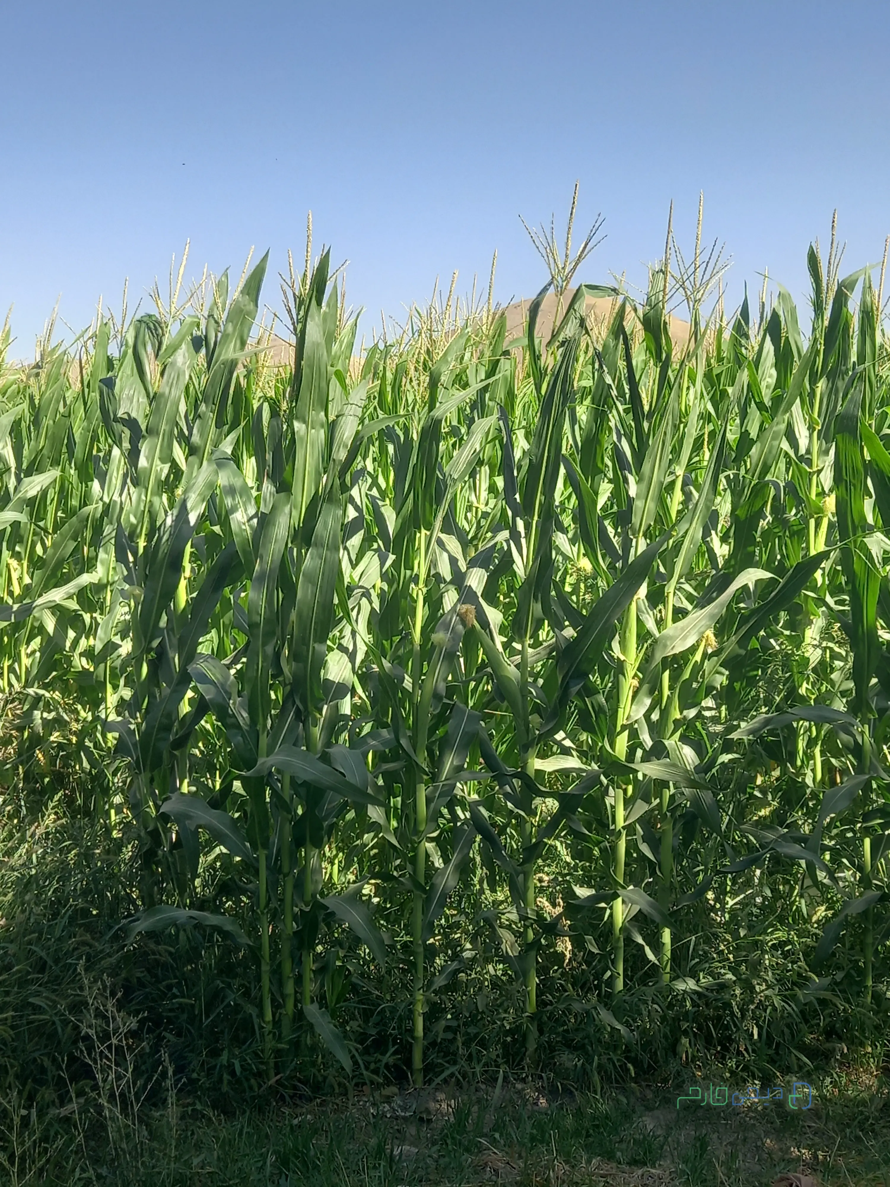 ذرت علوفه ای ۲