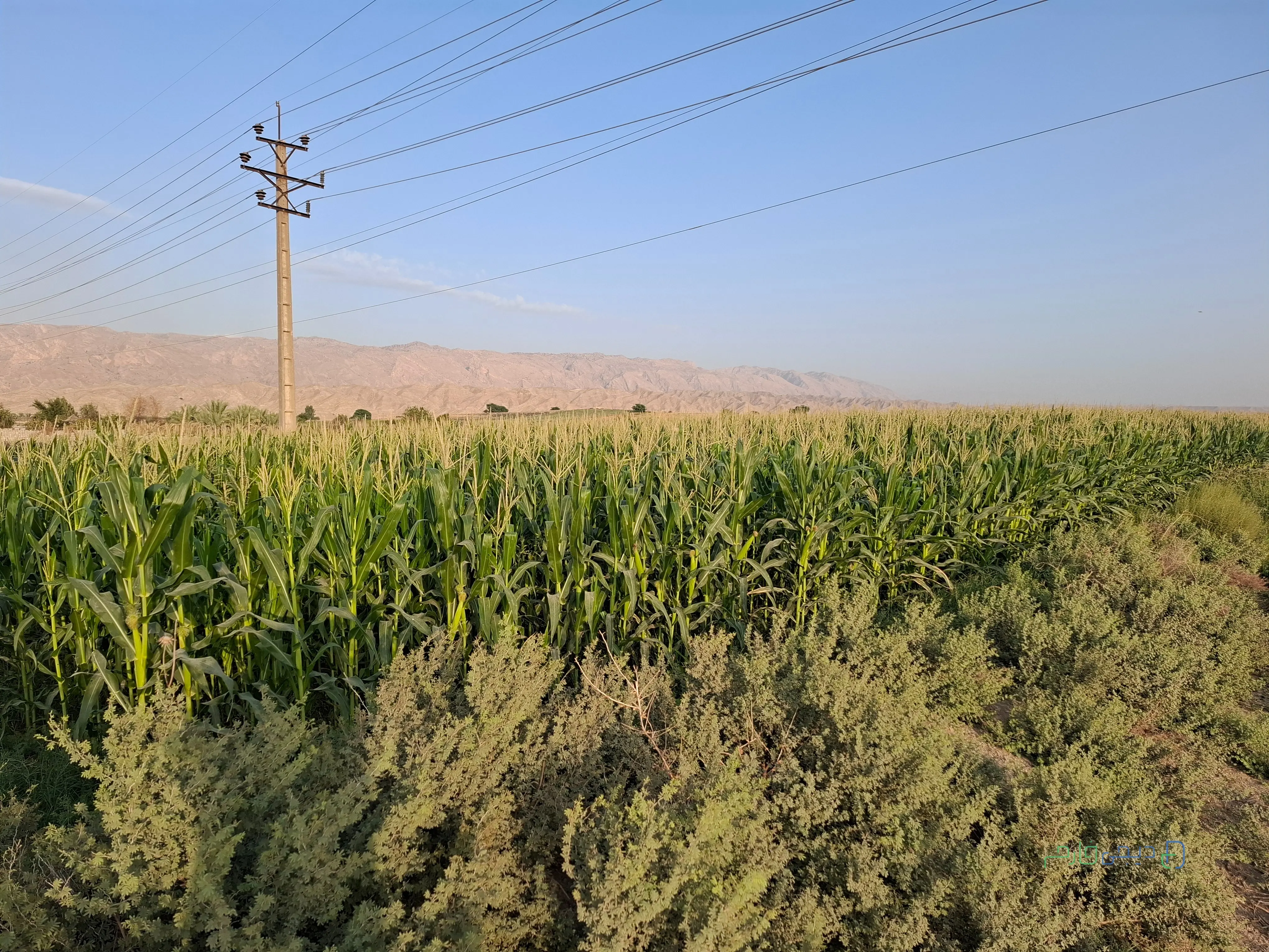 ذرت علوفه ای ۴