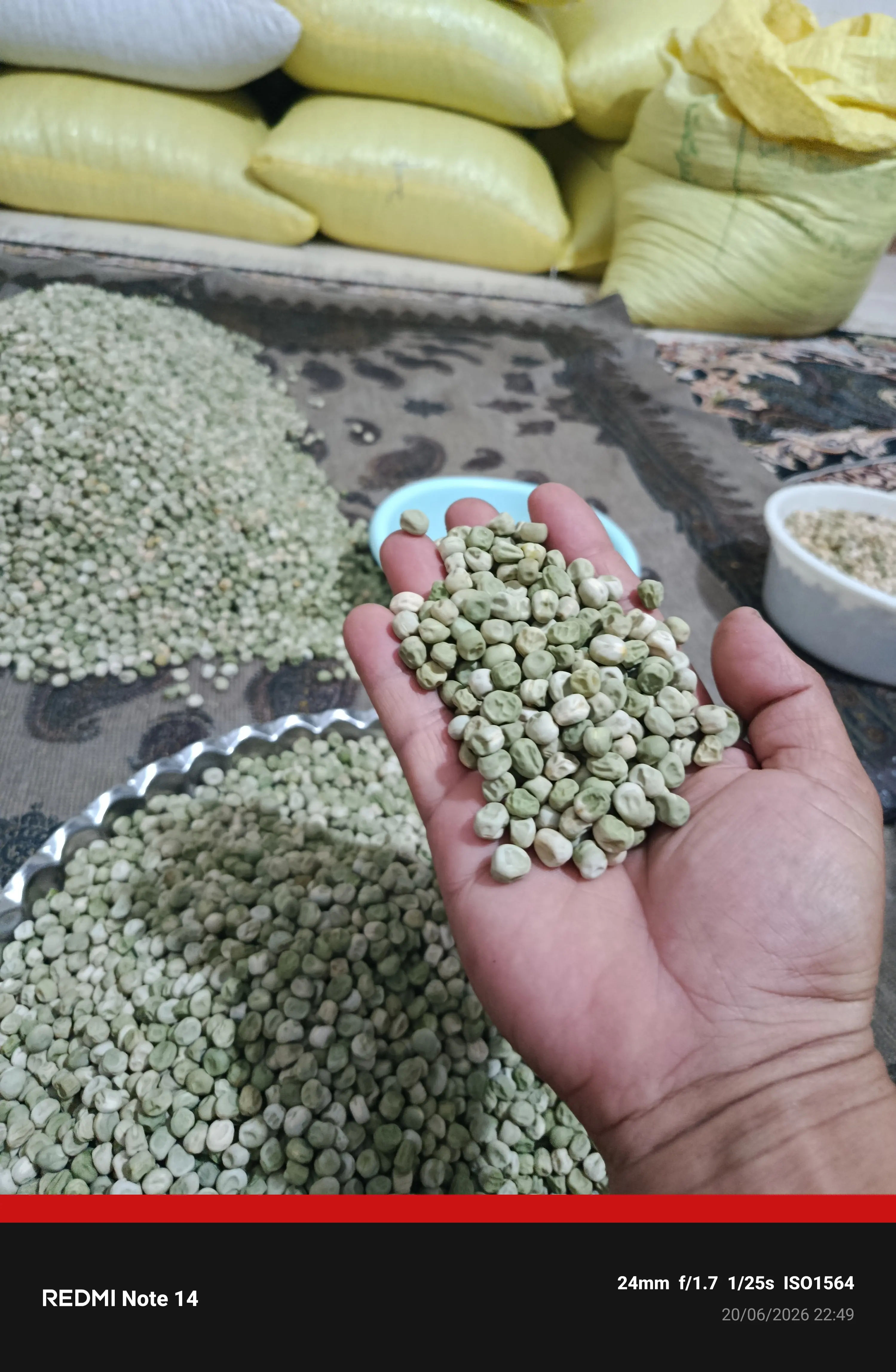 بذر نخود فرنگی پفکی ریچموند هلندی ۴