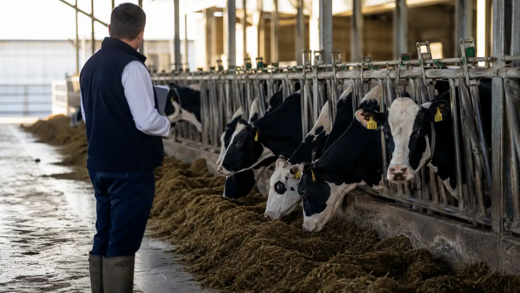 متخصص تغذیه دام